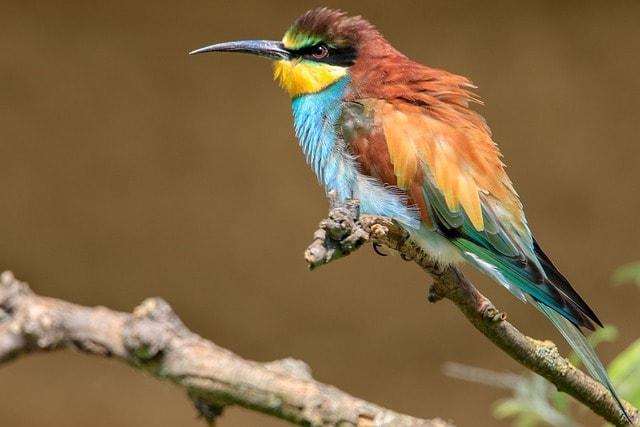 European Bee-eater