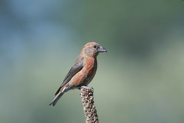 Red Crossbill