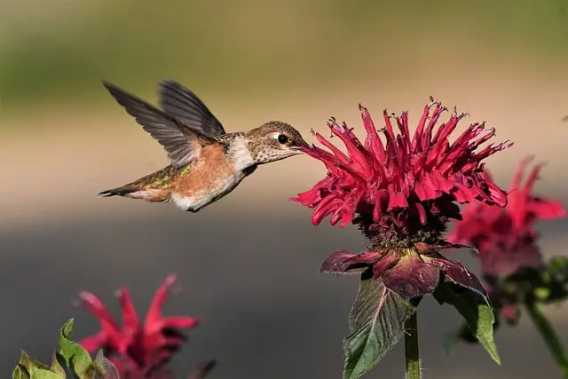Rufous Hummingbird