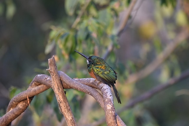 Rufous-tailed Jacamars
