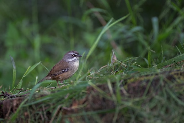 Sedge Wren