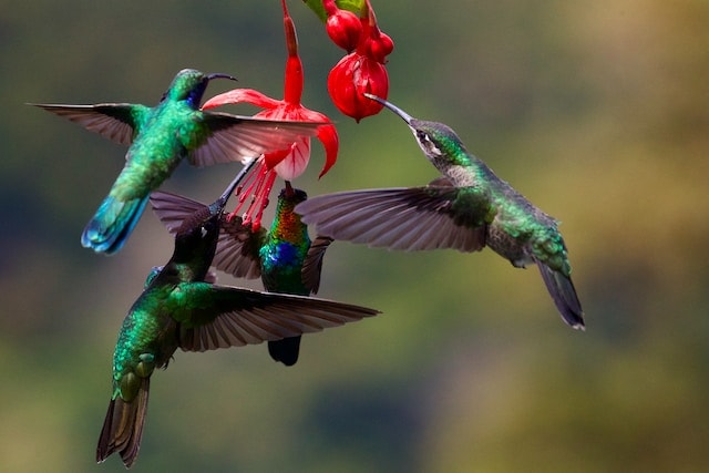Sword-Billed Hummingbird