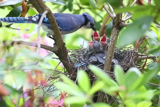 bluejay feeding its babies
