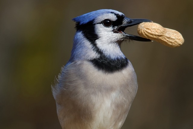 bluejay with a peanut