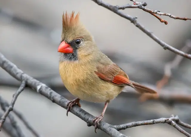 cardinal perched on a tree branch