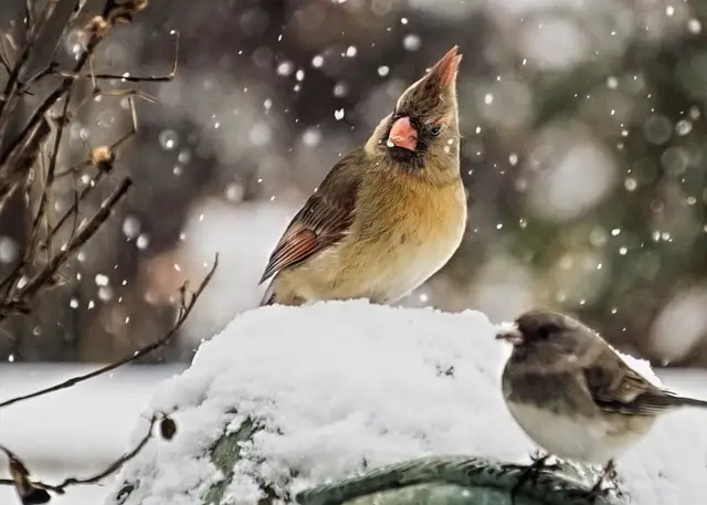 female cardinal on a winter day