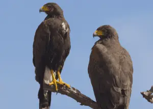 pair of hawks - featured image