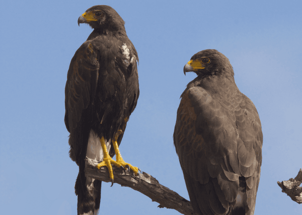 pair of hawks - featured image