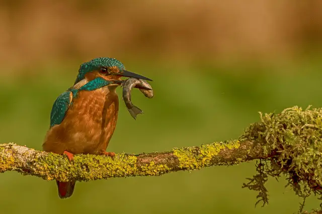 types of kingfishers - featured image