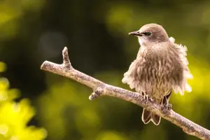 baby starling - featured image