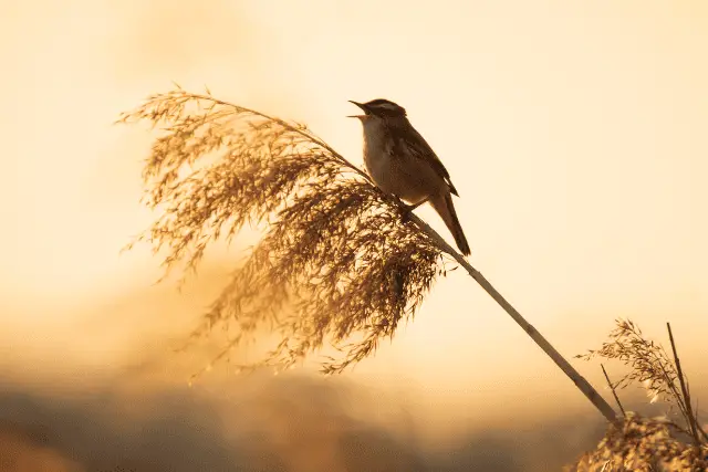 bird singing on a sunrise - featured image