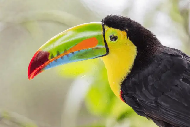 bird with colorful beak - featured image