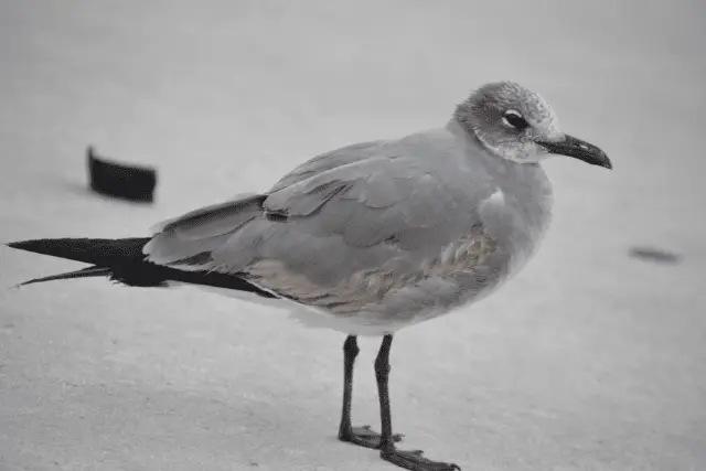 grey bird - featured image