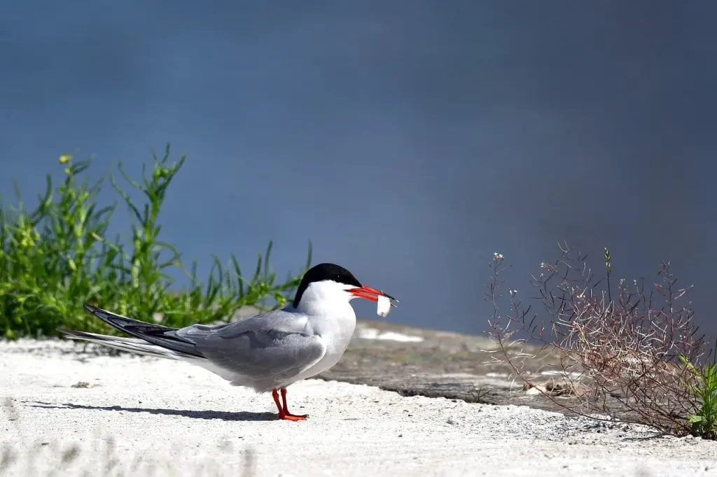 bird with red beak - featured image