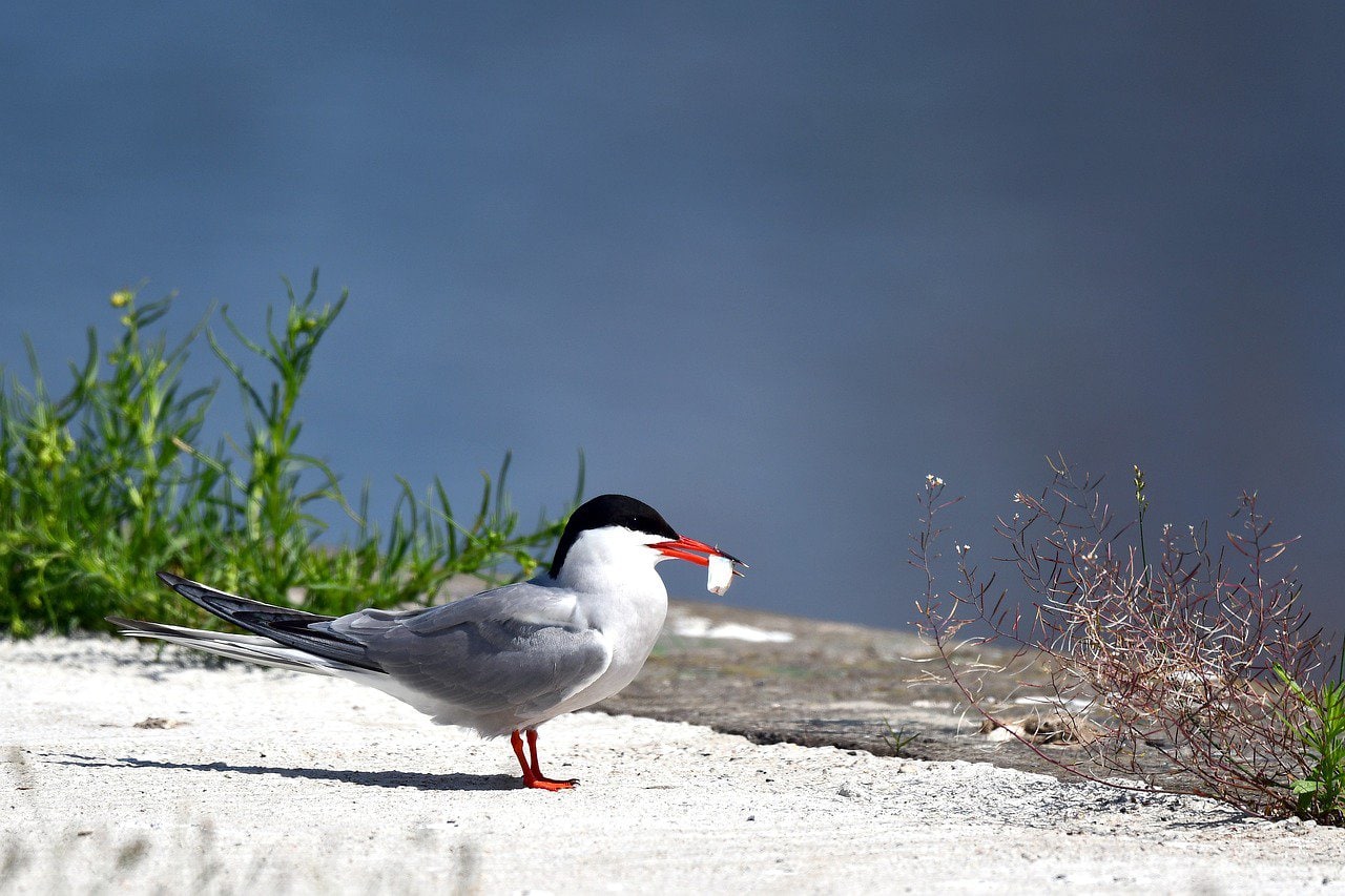 bird with red beak - featured image