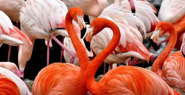 birds with long neck - featured image