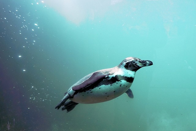 penguin - featured image