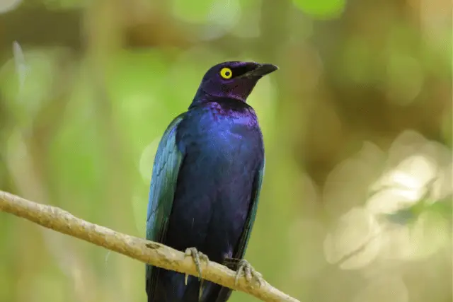 purple bird - featured image