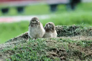 types of owls - featured image