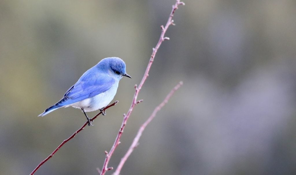 A bluebird perched on a branch