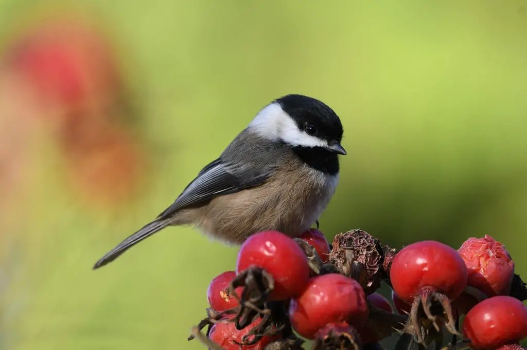 chickadee perched on a bunch of berries