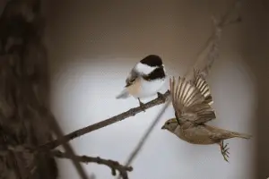 sparrow vs chickadee - featured image