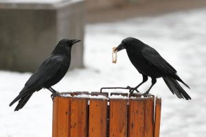 crows on a ground feeder - featured image