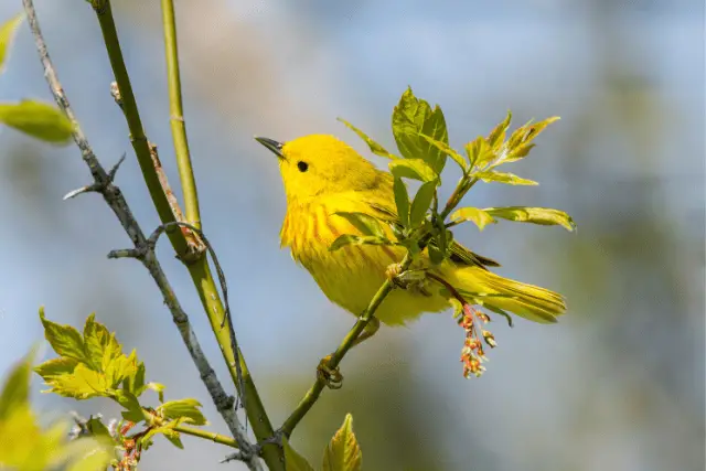 meaning of a yellow bird - featured image
