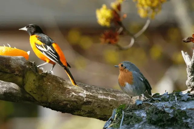robin and oriole - featured image