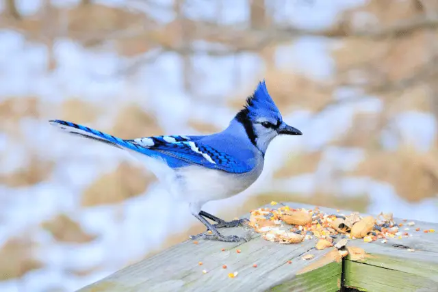 blue jay feeding on cracked nuts - featured image