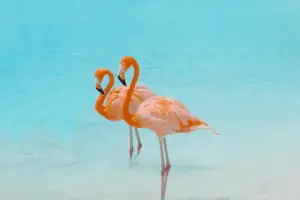 flamingoes
