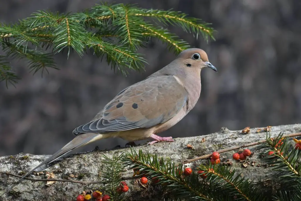 Mourning Dove - featured image