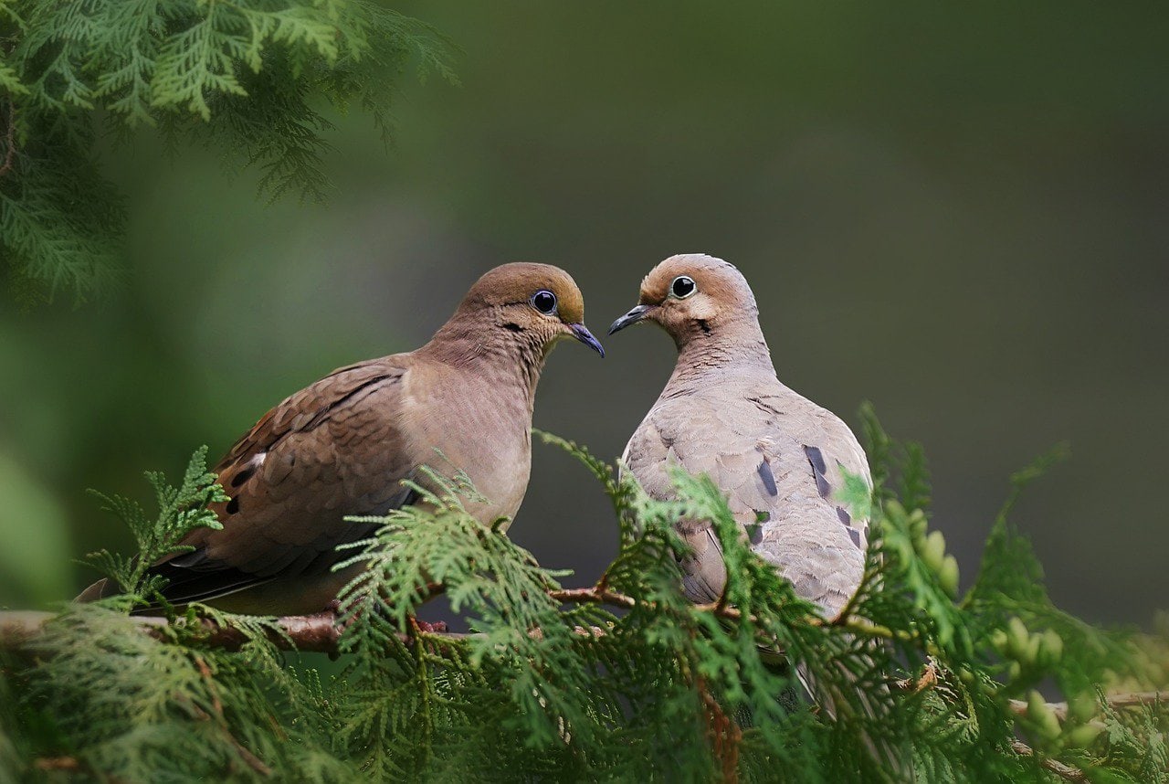 a pair of dove - featured image