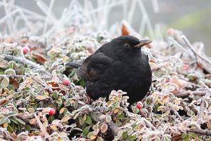 blackbird - featured image