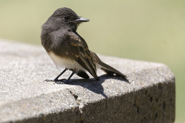 black phoebe