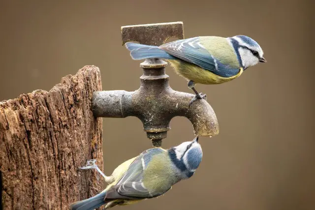 blue tit birds