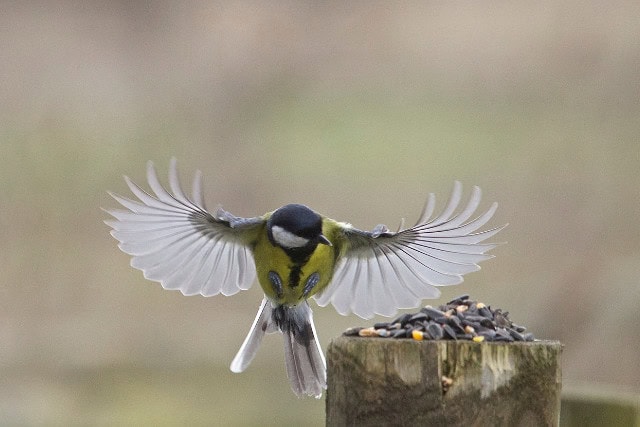 great tit - featured image