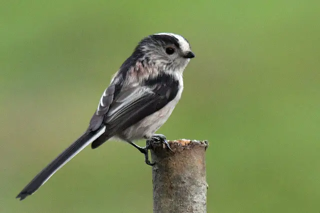long tailed tit
