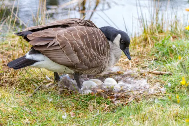 mother goose and nest of eggs - featured image
