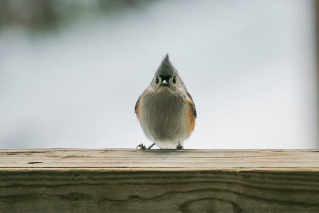 tufted titmouse