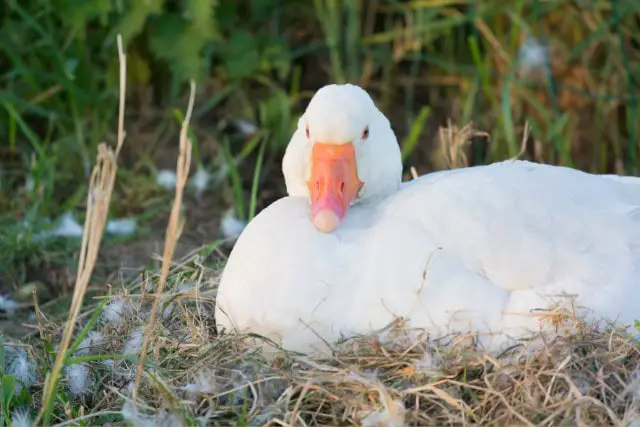 white goose on its nest