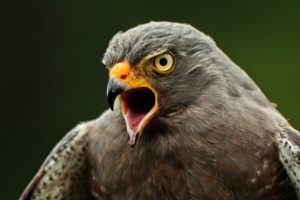 screeching hawk - featured image