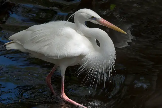white heron