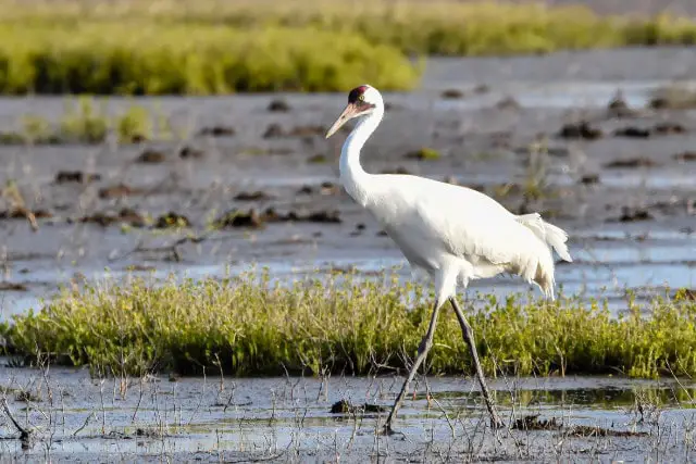 whooping crane