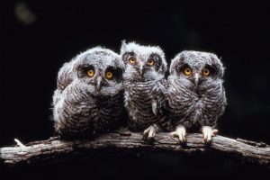 parliament of owls - featured image