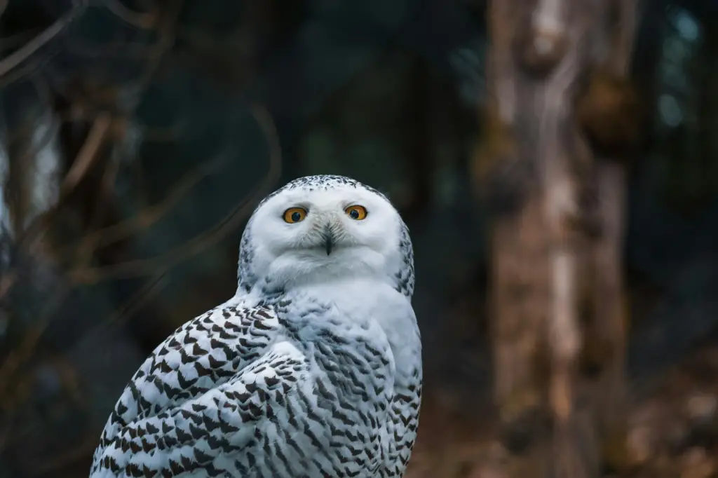 snowy owl