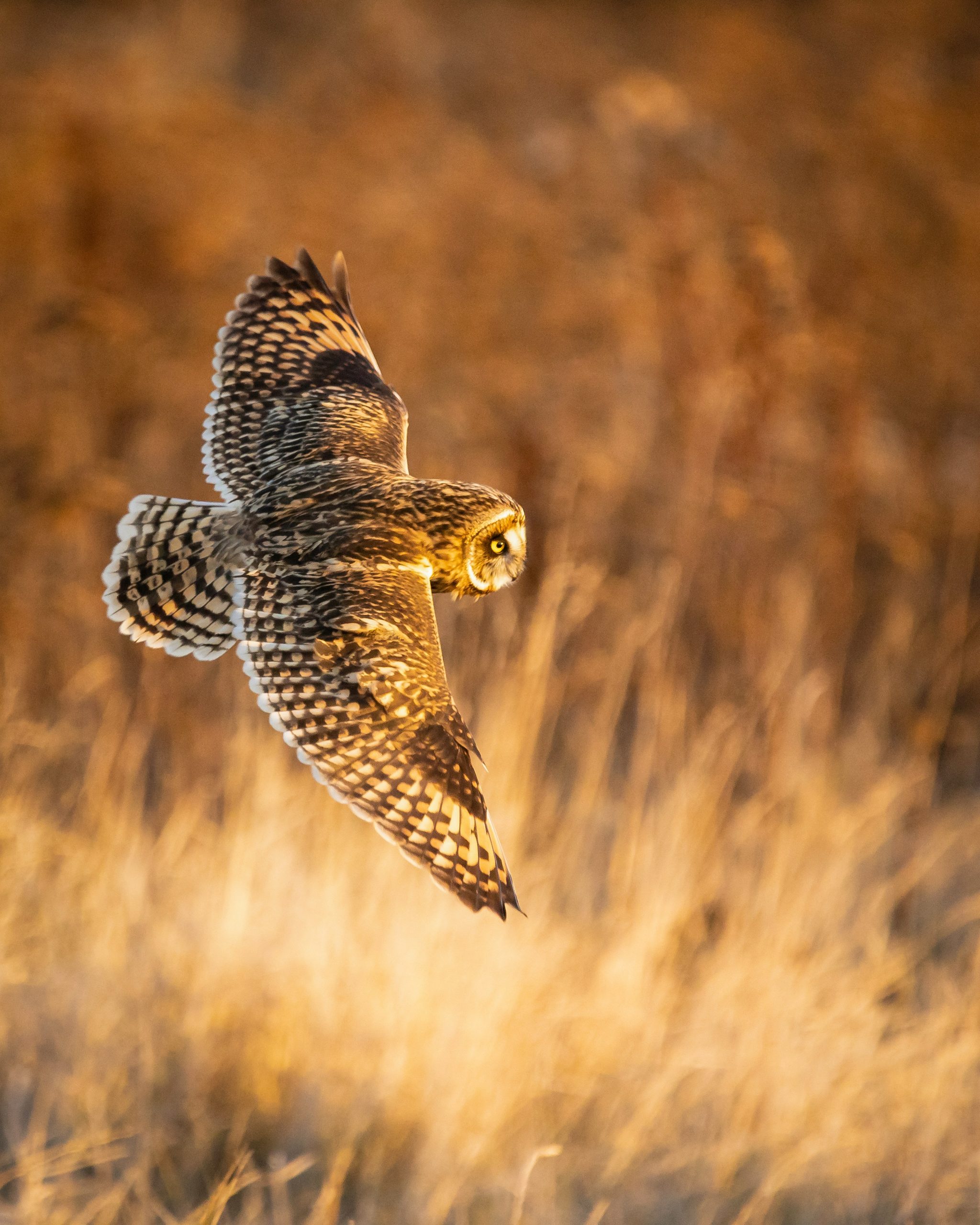 Flying short-eared owl
