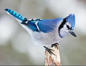 Blue jay