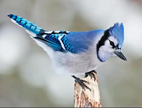 Blue jay