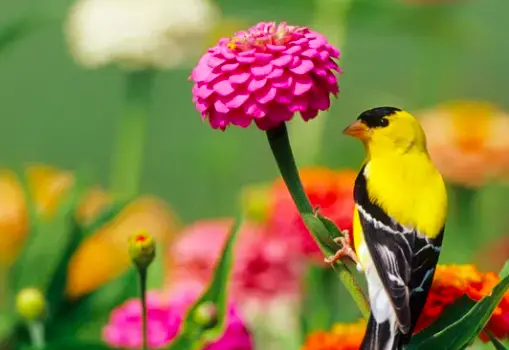 bird on zinnia